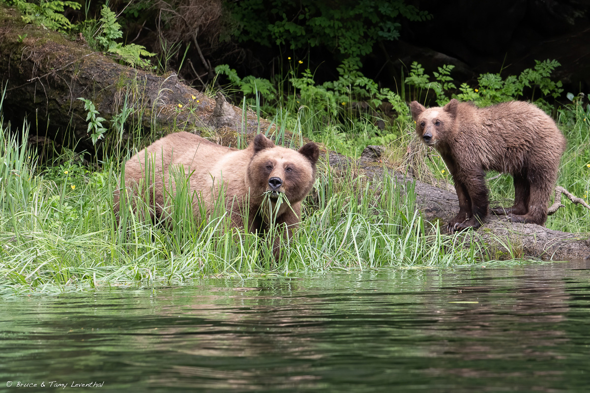 135mm- MomAndCub_LEV1889-Edit.jpg