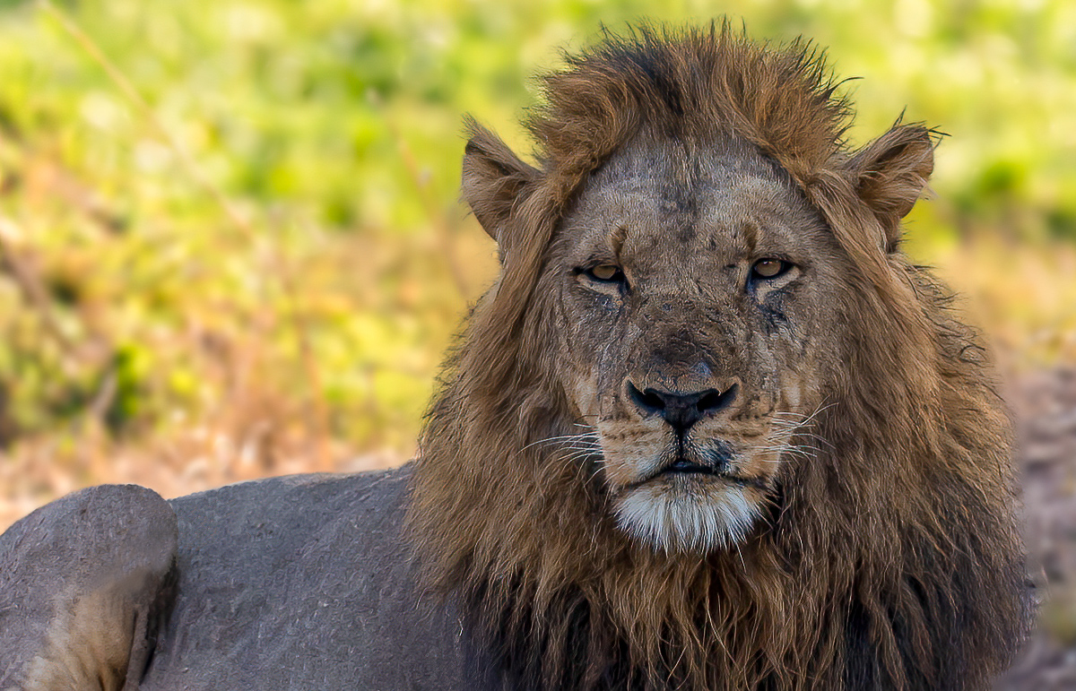 157 Alpha Male Lion Chongwe-mask-composite-edit-Edit-Edit.jpg