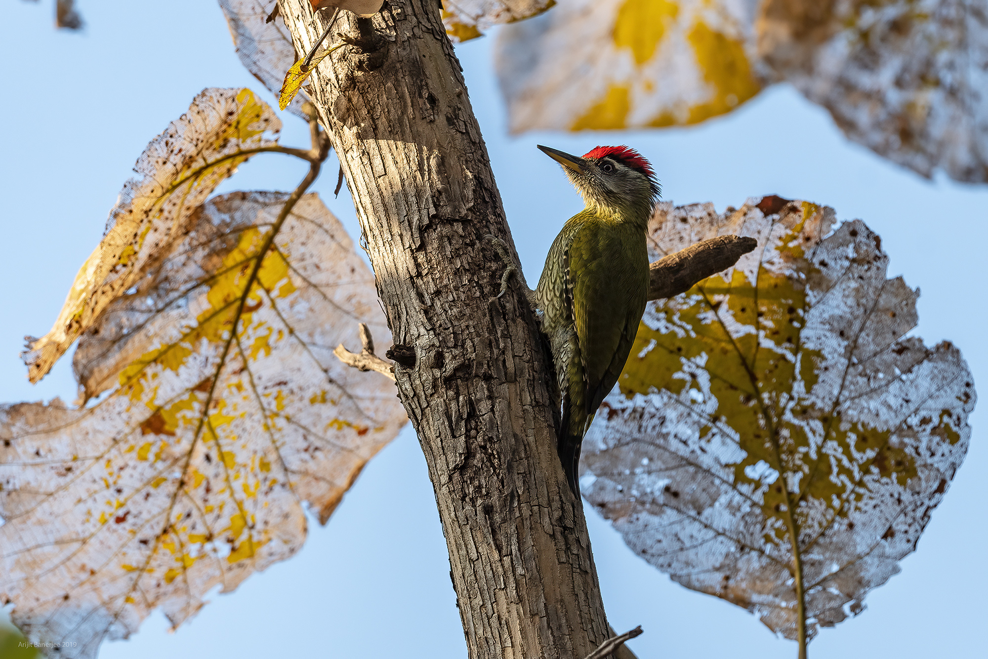 18 dec 19 sitamata streak-throated woodpecker males.jpg