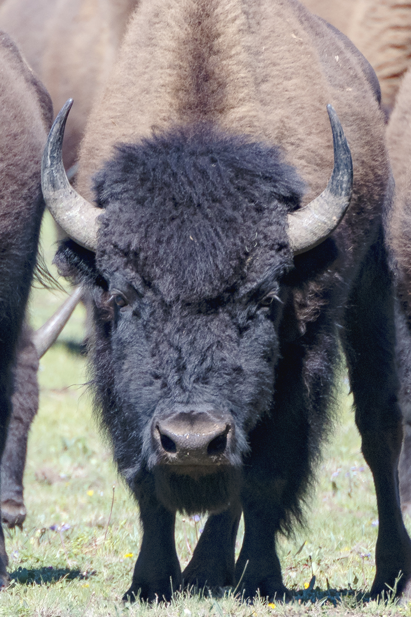 180828_NORTH_RIM_BISON_CLOSEUP_DSC_0714.jpg