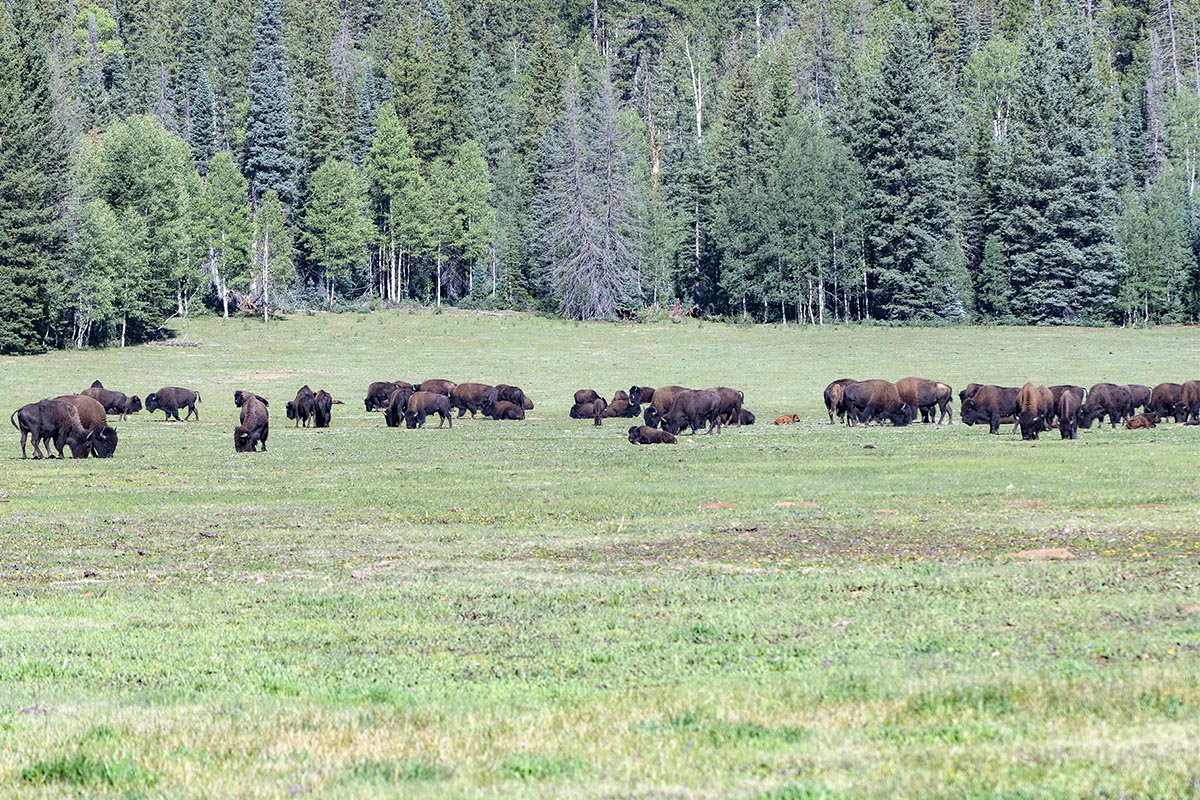 180828_NORTH_RIM_BISON_DSC_0165 copy.jpg