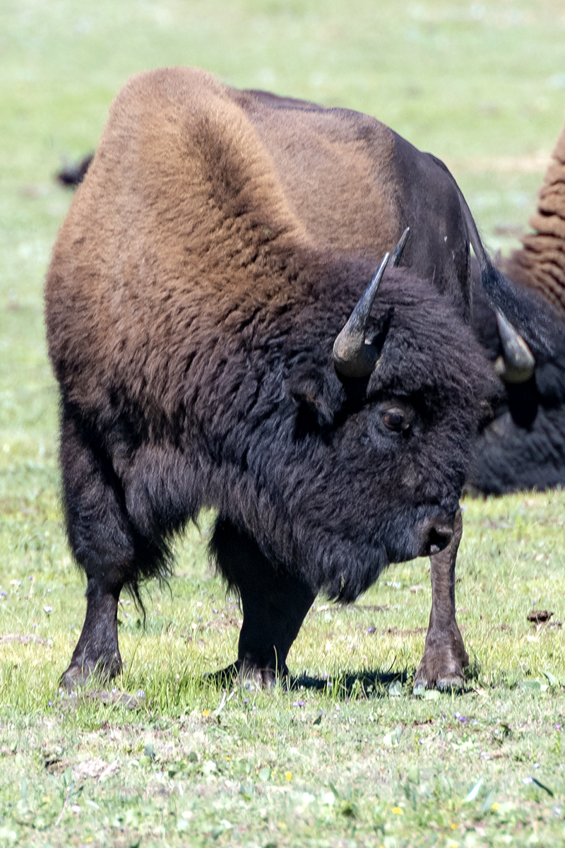 180828_NORTH_RIM_BISON_DSC_0650.jpg