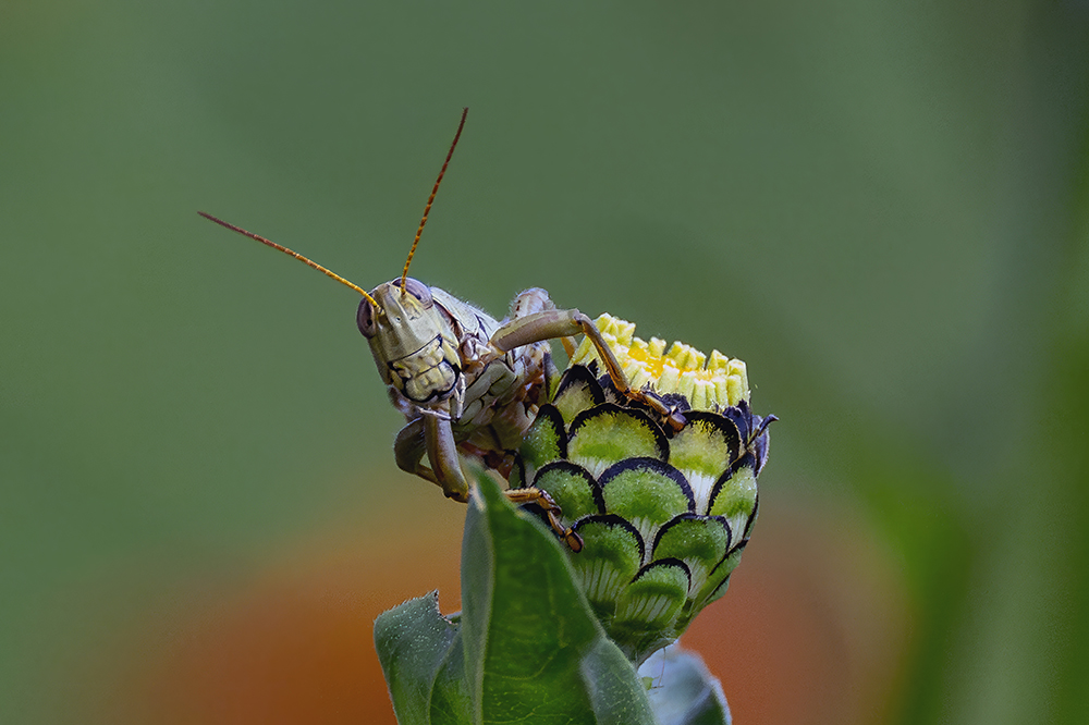 1_Grasshopper-NZ99962-Small.jpg