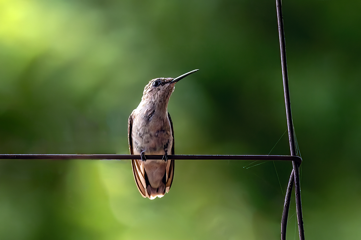 1_Hummingbird-NZ98600-NR-small.jpg