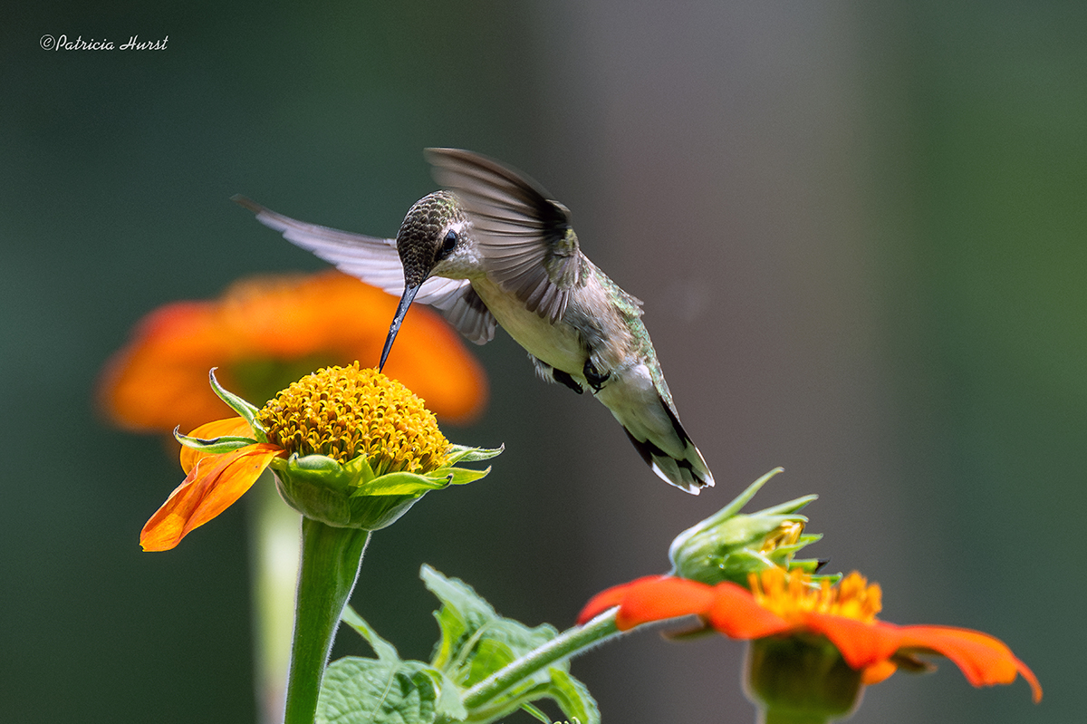 1CR_Hummingbird(small)-NZ99637-NR.jpg