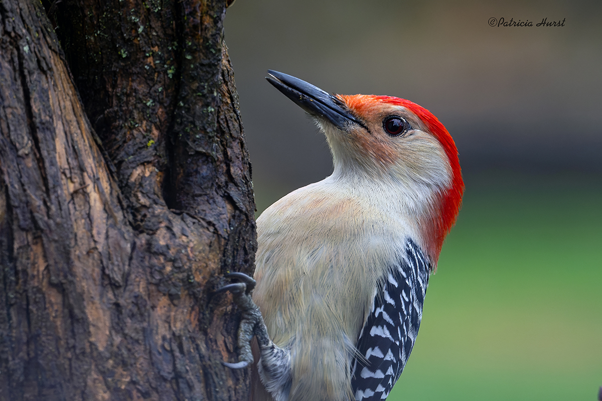 1CR_RedBellyWoodpecker-Small.jpg