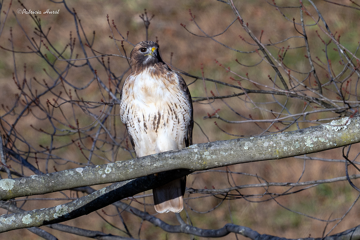 1CR_RedTail(small)-NZ93617-NR.jpg