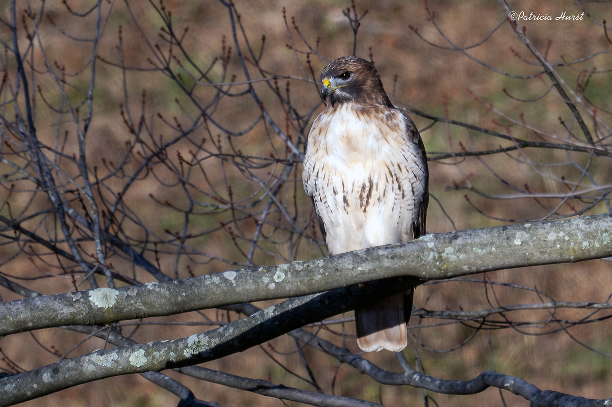 1CR_RedTail(small)-NZ93631-NR.jpg