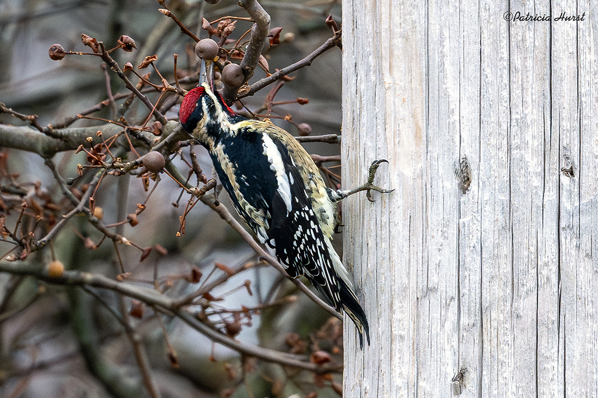 1CR_Yellow-belliedSapsucker-(small)NZ95145-NR.jpg