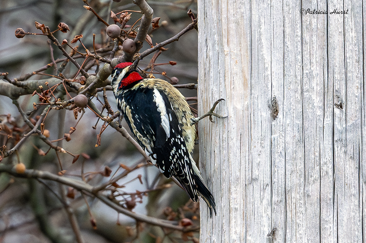 1CR_Yellow-belliedSapsucker-(small)NZ95161-NR.jpg