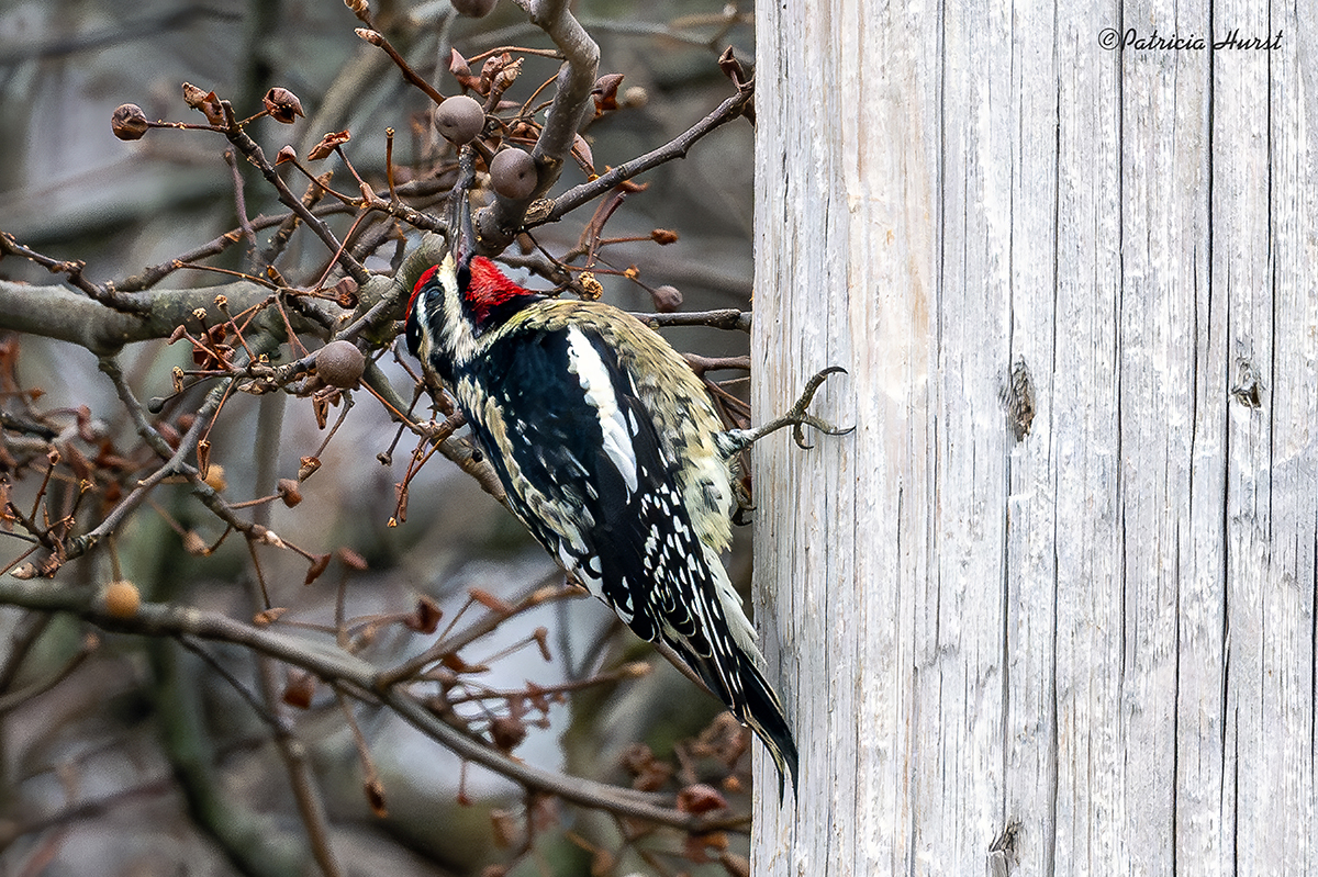 1CR_Yellow-belliedSapsucker-(small)NZ95173-NR.jpg