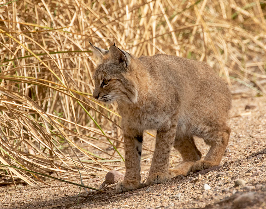  2 Bobcat  Sweetwater 103020157X0A2524.jpg