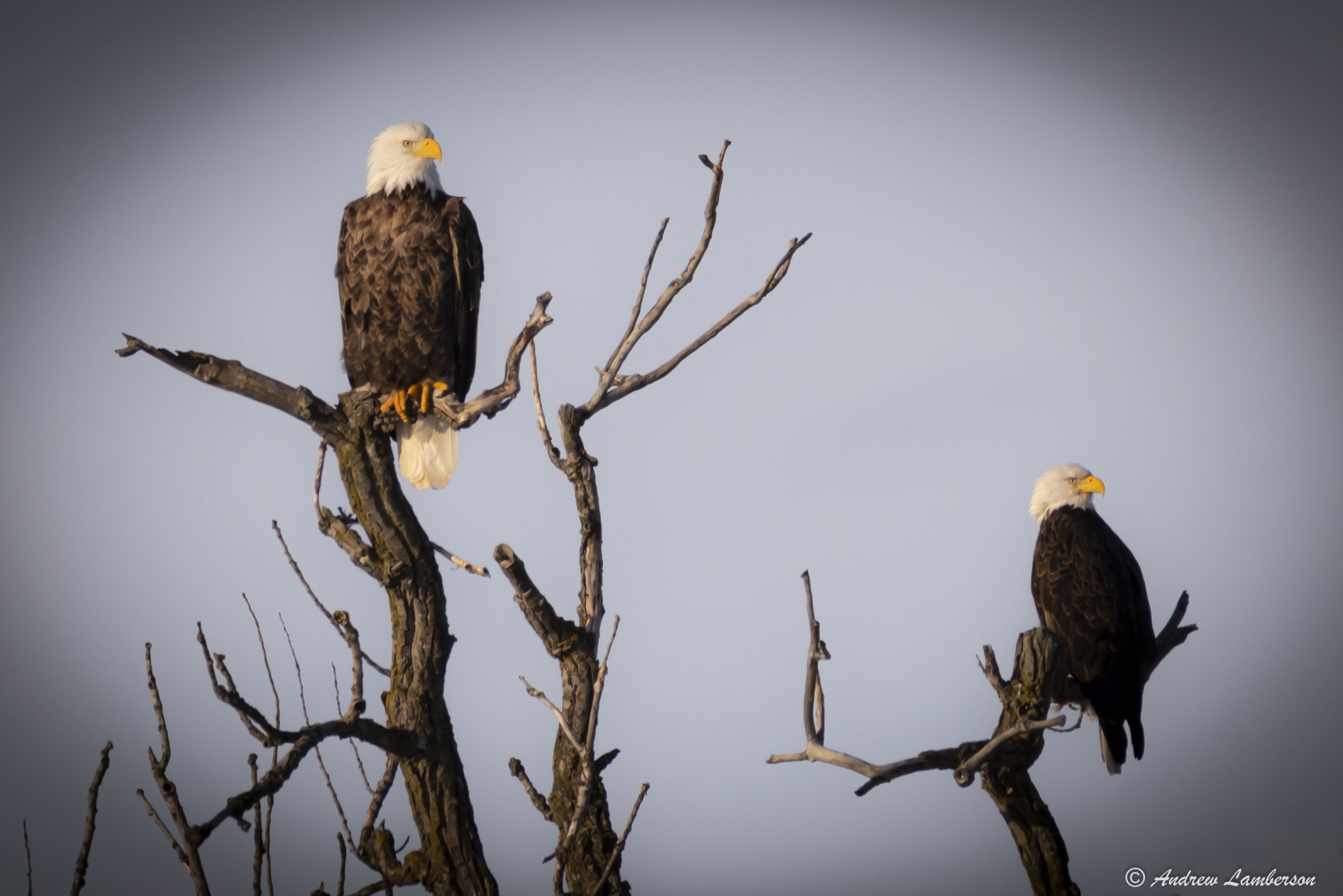 2 Eagles on a tree.jpg