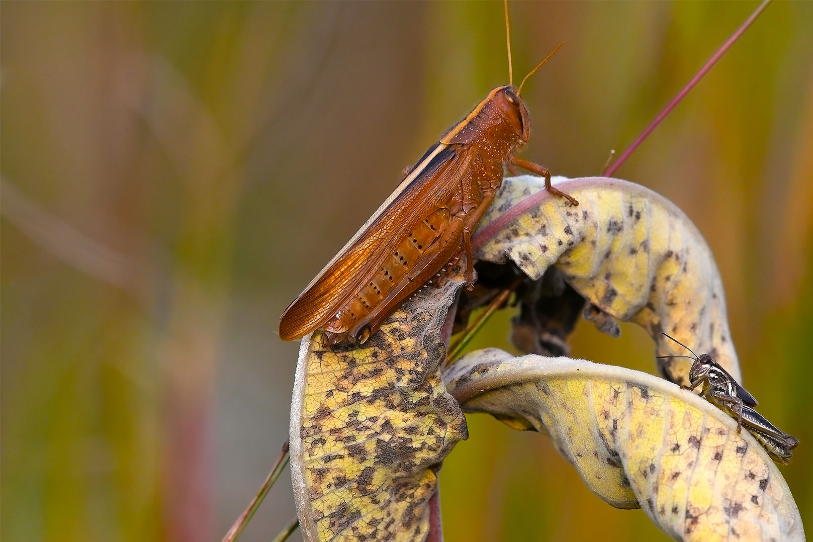 2 Grasshoppers 6 x 4.jpg