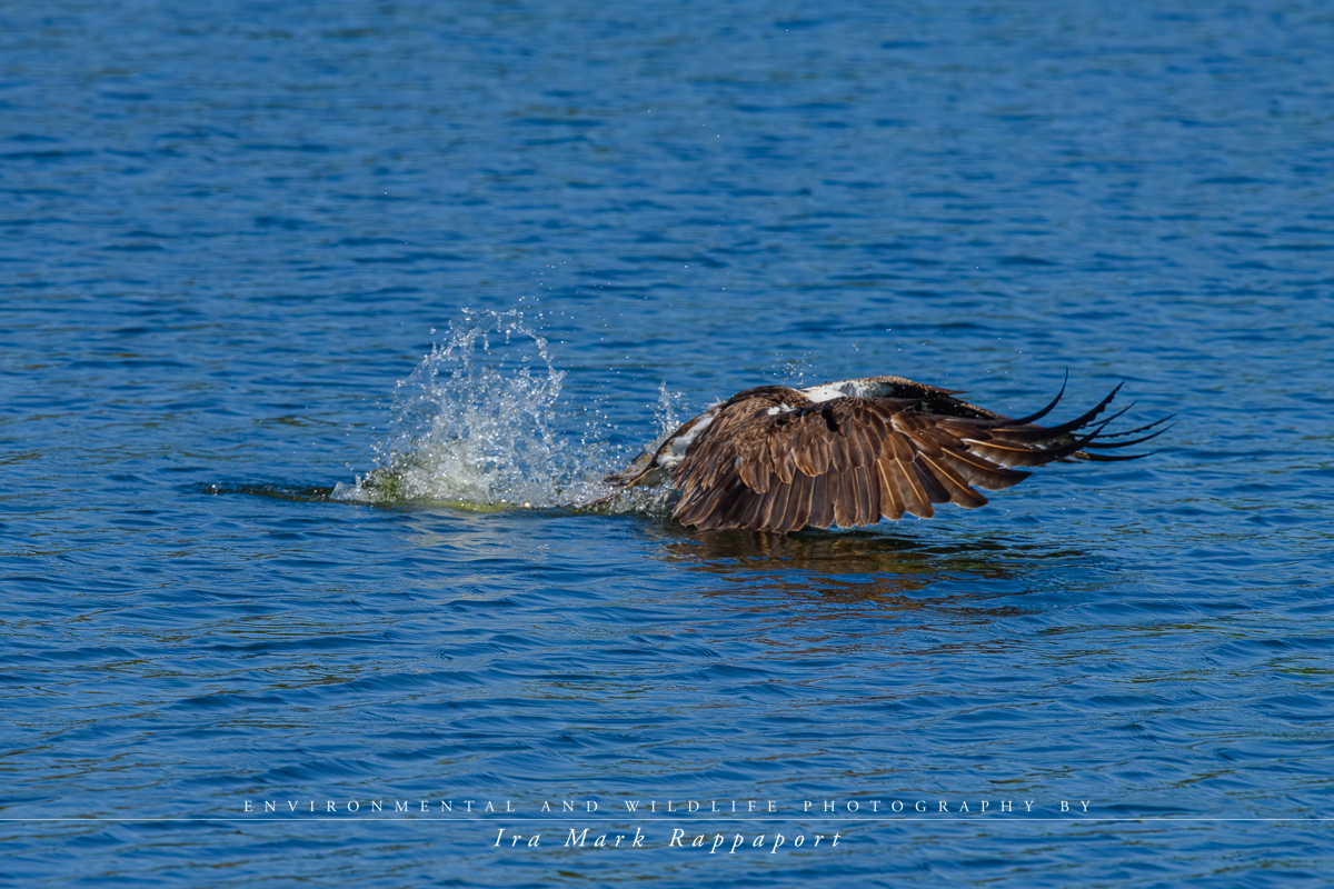 2- Osprey catching a fish.jpg