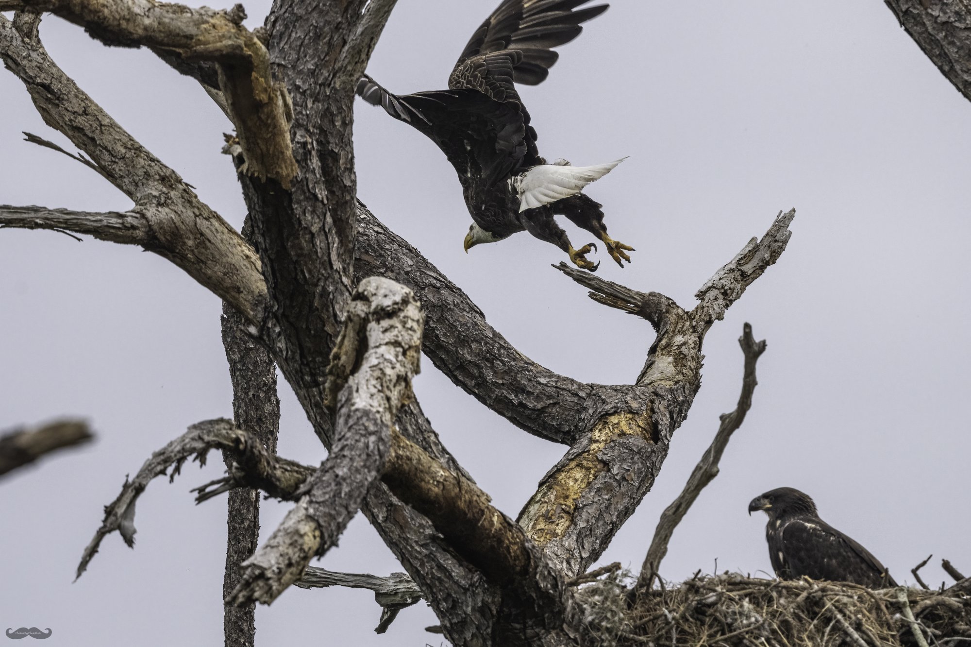 200306 Viera Eagle nest-71-1975-1.jpg