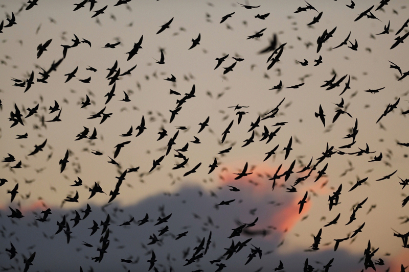 200823_Purple Martin_2_532_01.JPG