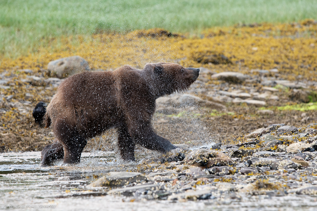 200mm Grizzly_LEV0939.jpg