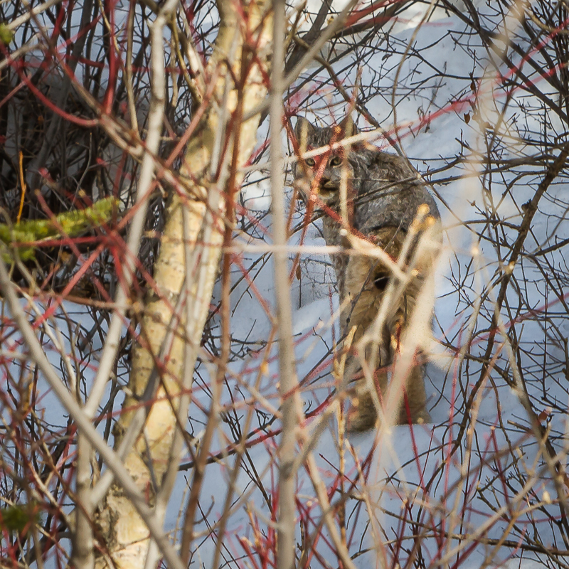 2010-03-08__Canadian Lynx__001.jpg