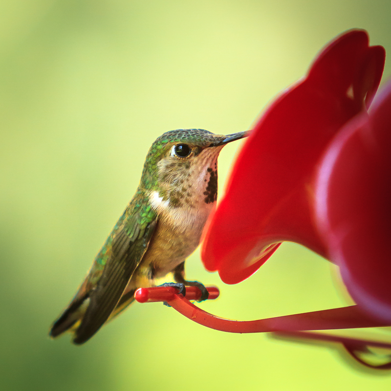 2013-07-21-__Hummingbirds__021.jpg