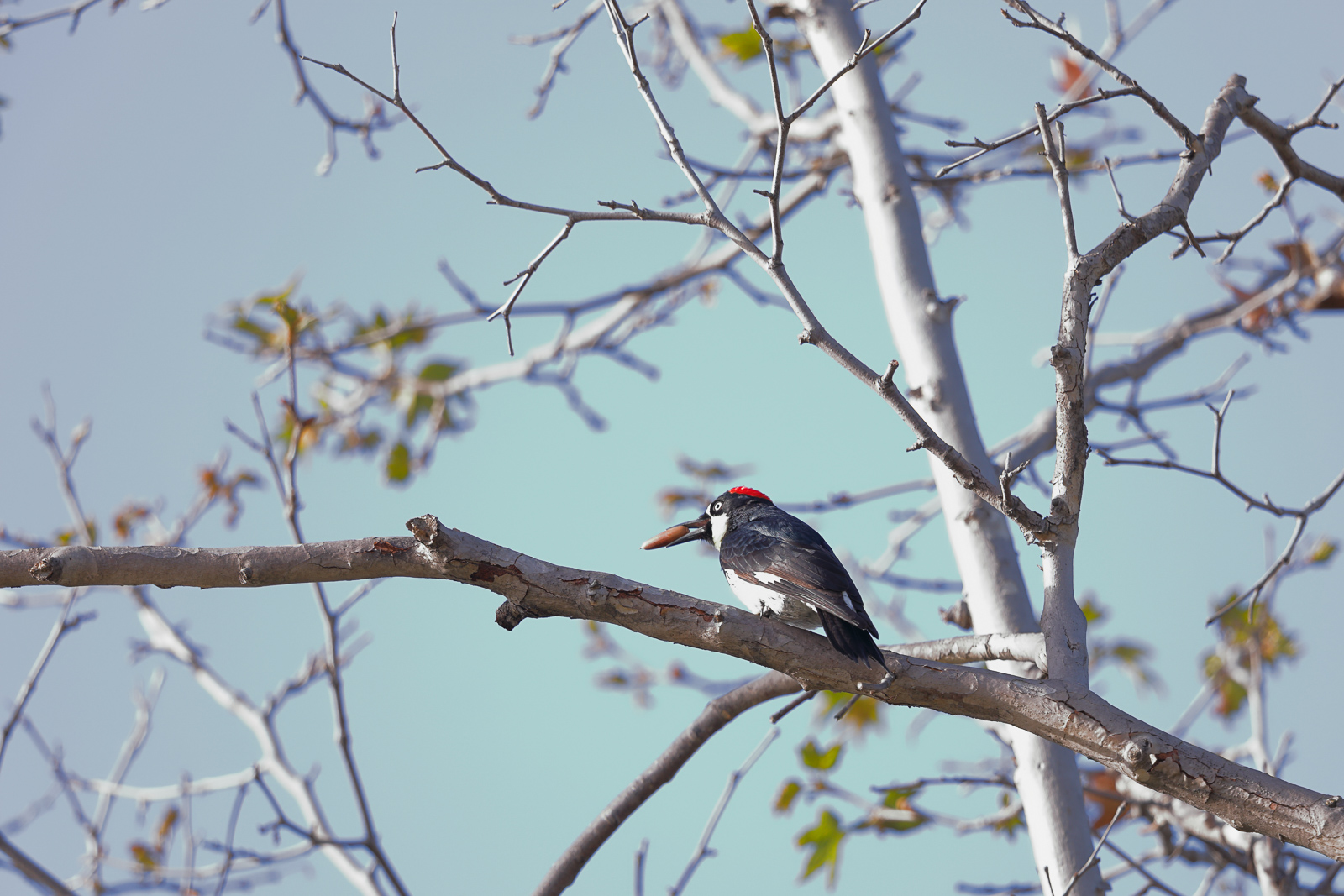 20180326-Acorn Woodpecker Santee Lakes dpp.jpg