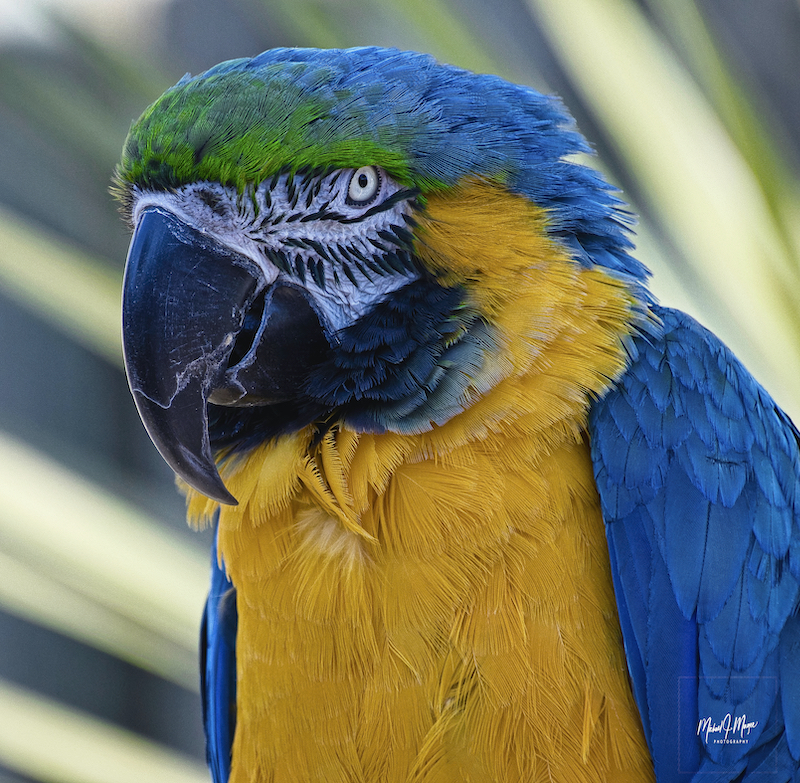2019-07-17 A BLUE MCCAW WITH A YELLOW CHEST AND BRIGHT EYE.jpeg