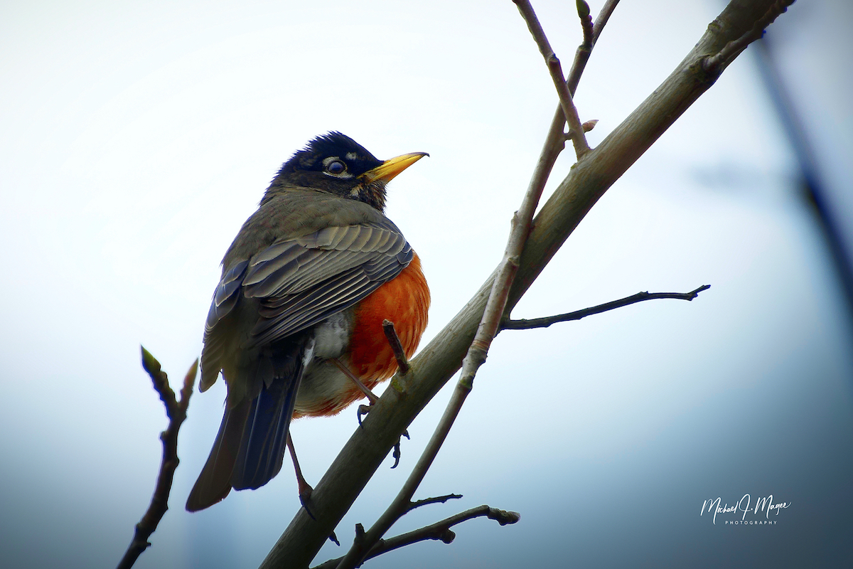 2020-04-06 UP CLOSE OF A ROBIN ON A BRANCH ON MERCER ISLAND WASHINGTON WATERMARKED REDONE copy.jpeg