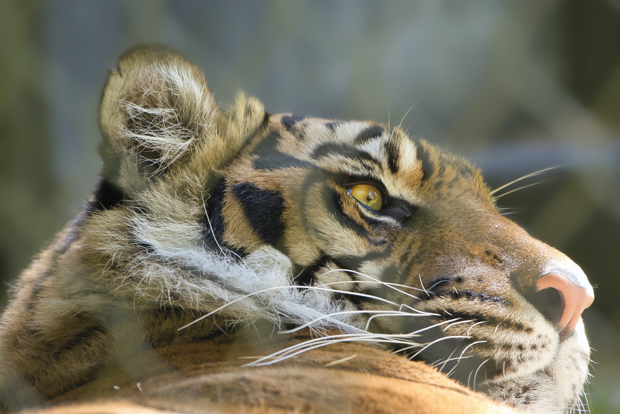 2020-08-23 A HEAD SHOT OF A SUMATRA TIGER WITH A BRIGHT EYE copy.jpeg