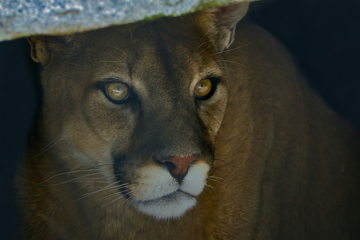 2020-09-06 A CLOSE UP HEAD SHOT OF A COUGAR WITH A BLURRED BACKGROUND 2 copy.jpeg