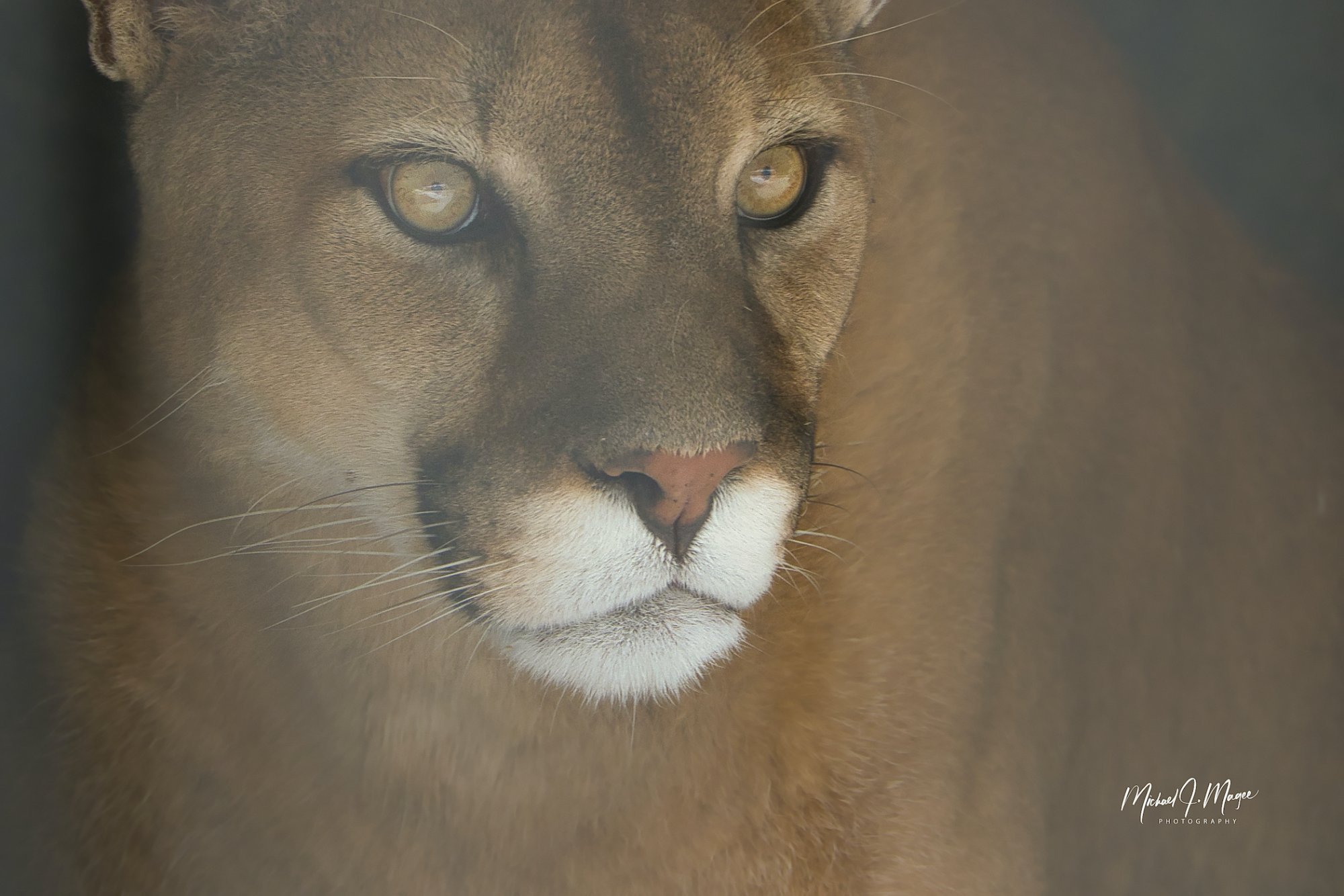 2020-09-06 A CLOSE UP HEAD SHOT OF A COUGAR WITH A BLURRED BACKGROUND WATERMARKED REDONE copy.jpeg