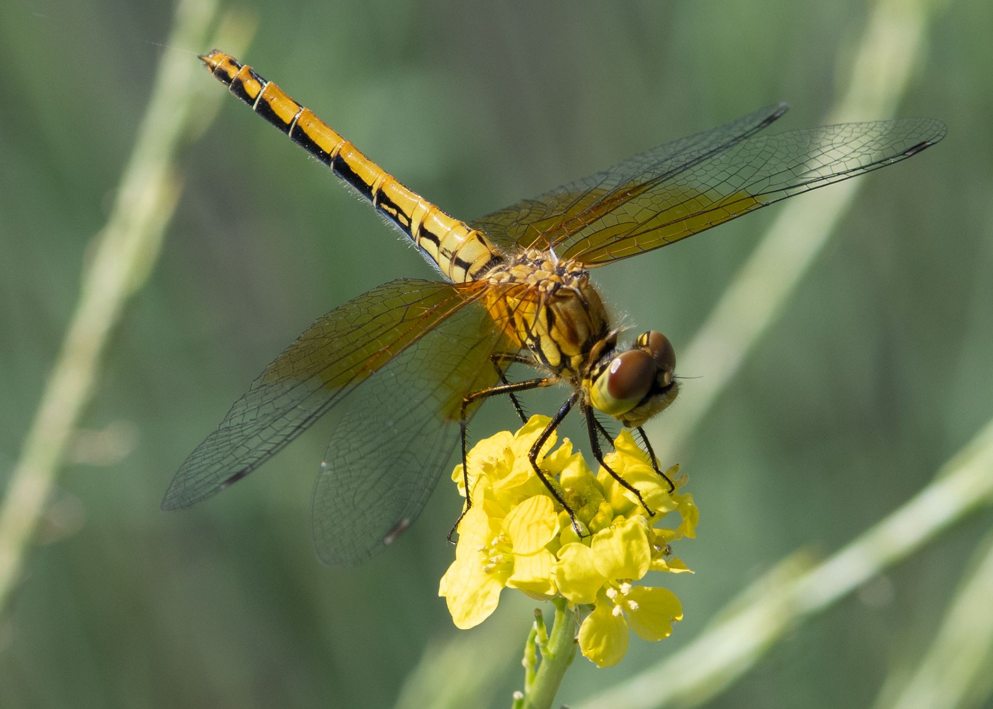 20200623-Band-winged Meadowhawk.jpg