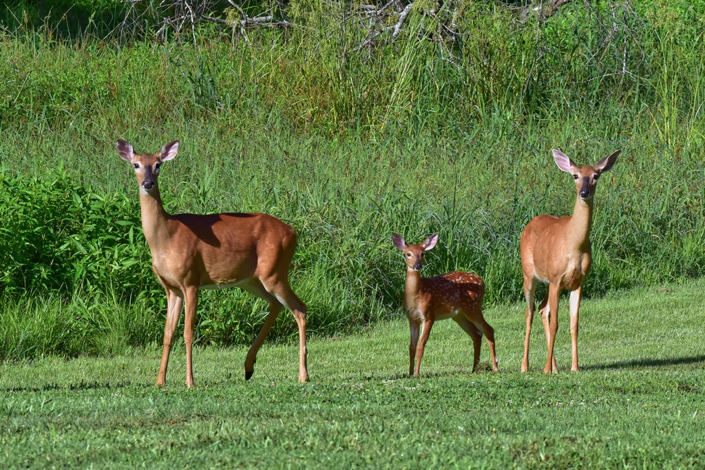 20200806 Deer (Prekop).jpg