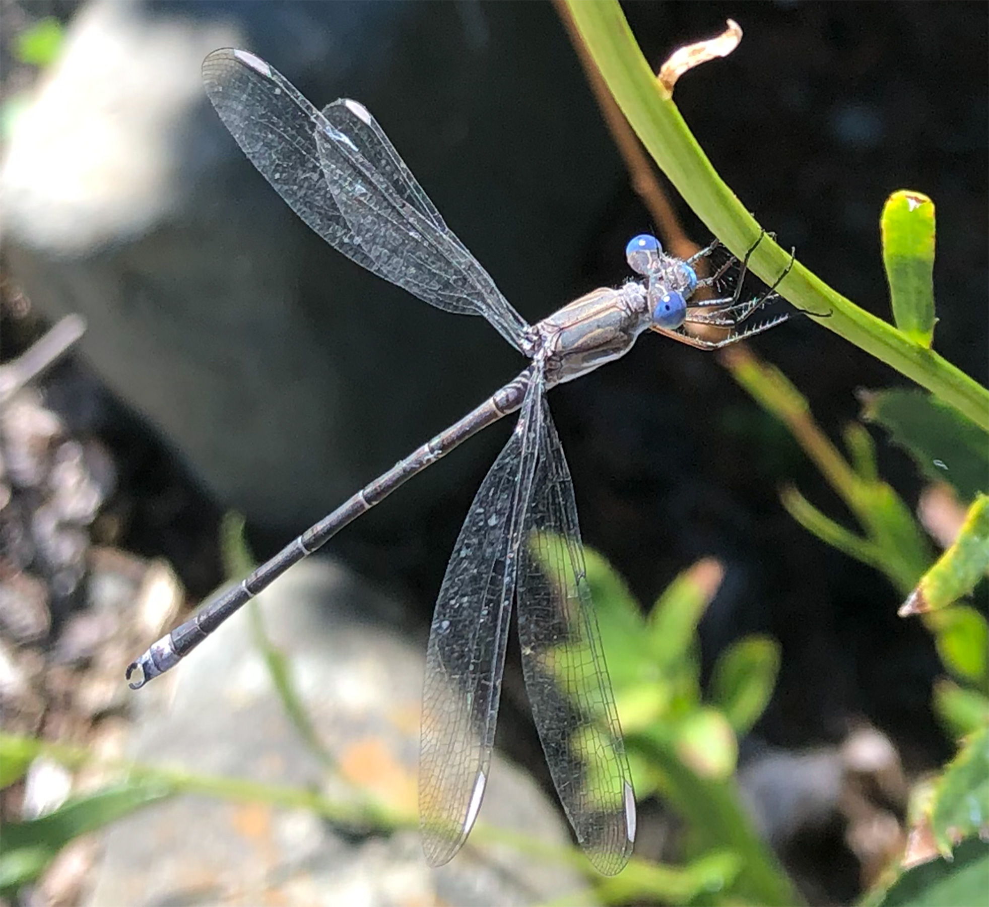 20200830-Stream Spreadwings.jpg