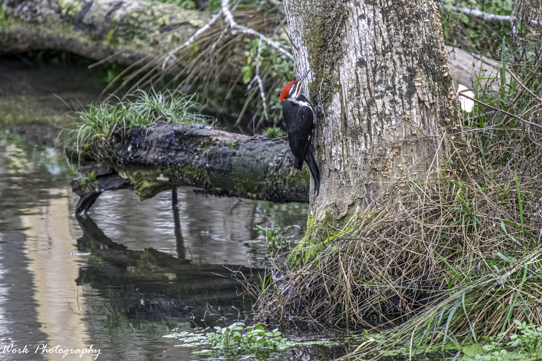 20201112-RD5_4732-Pileated Woodpecker.jpg