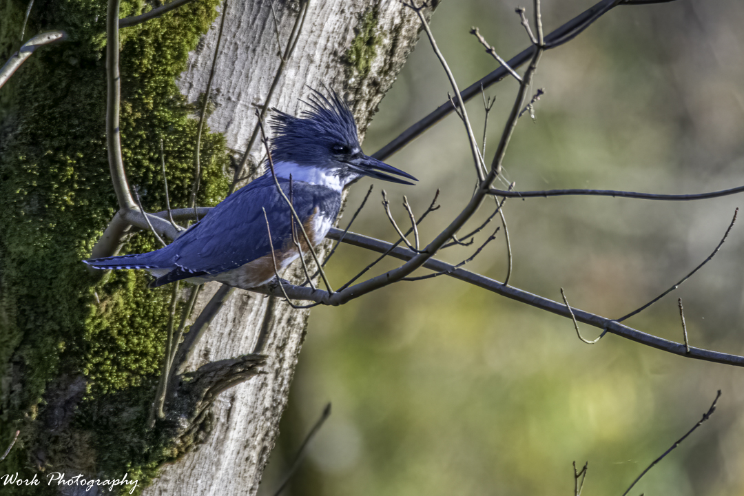 20201113-RD5_4801-Belted Kingfisher.jpg