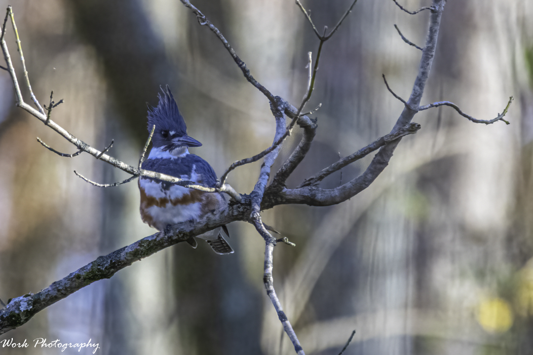 20201113-RD5_4814-Belted Kingfisher.jpg