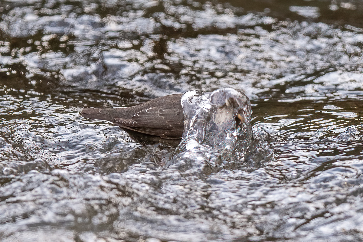 20201115-_DSC4971-772.jpg