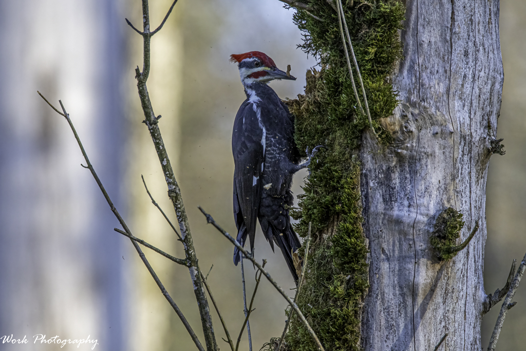 20201115-RD5_5040-Pileated Woodpecker.jpg