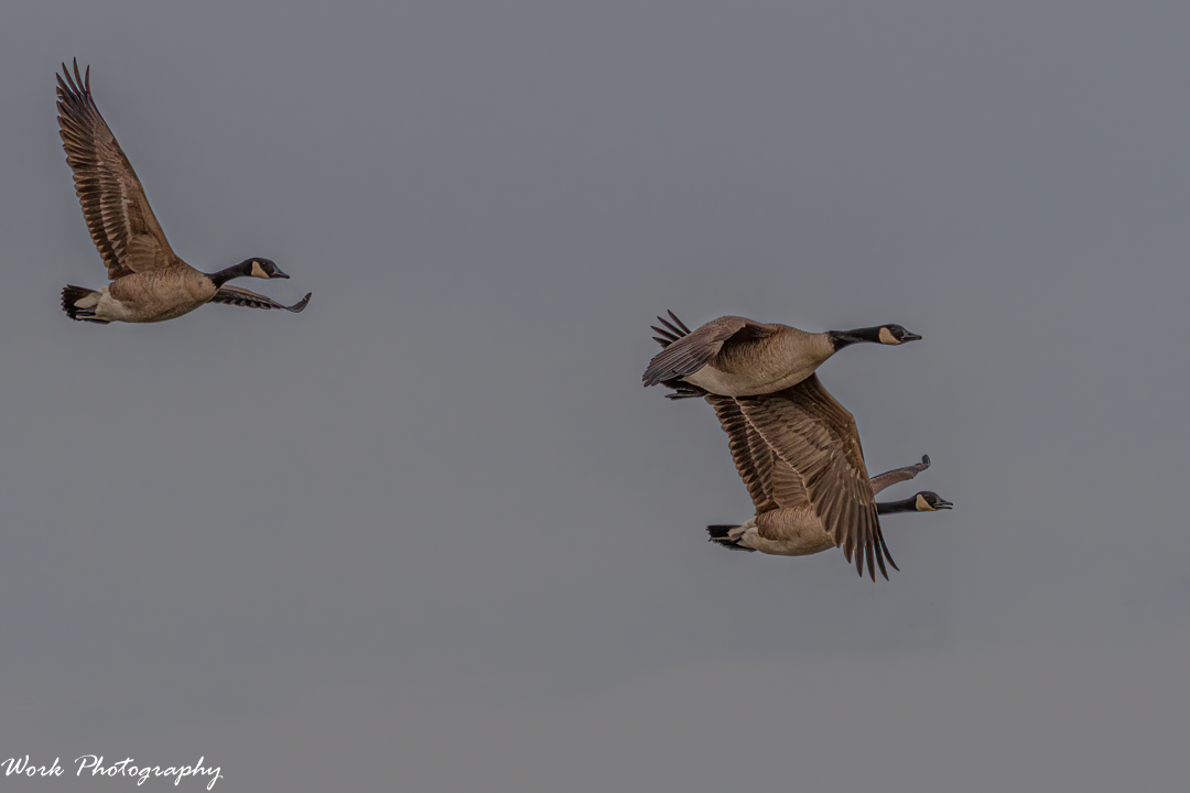 20201227-RD5_5276-Canada Geese.png