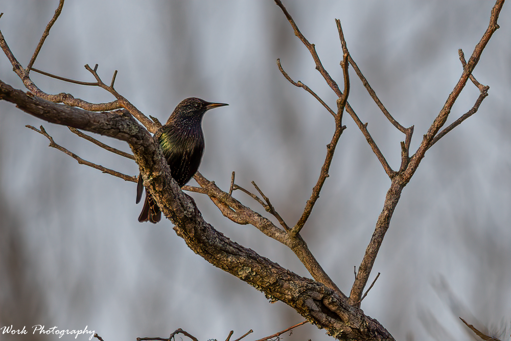 20201227-RD5_5329-Starling.png