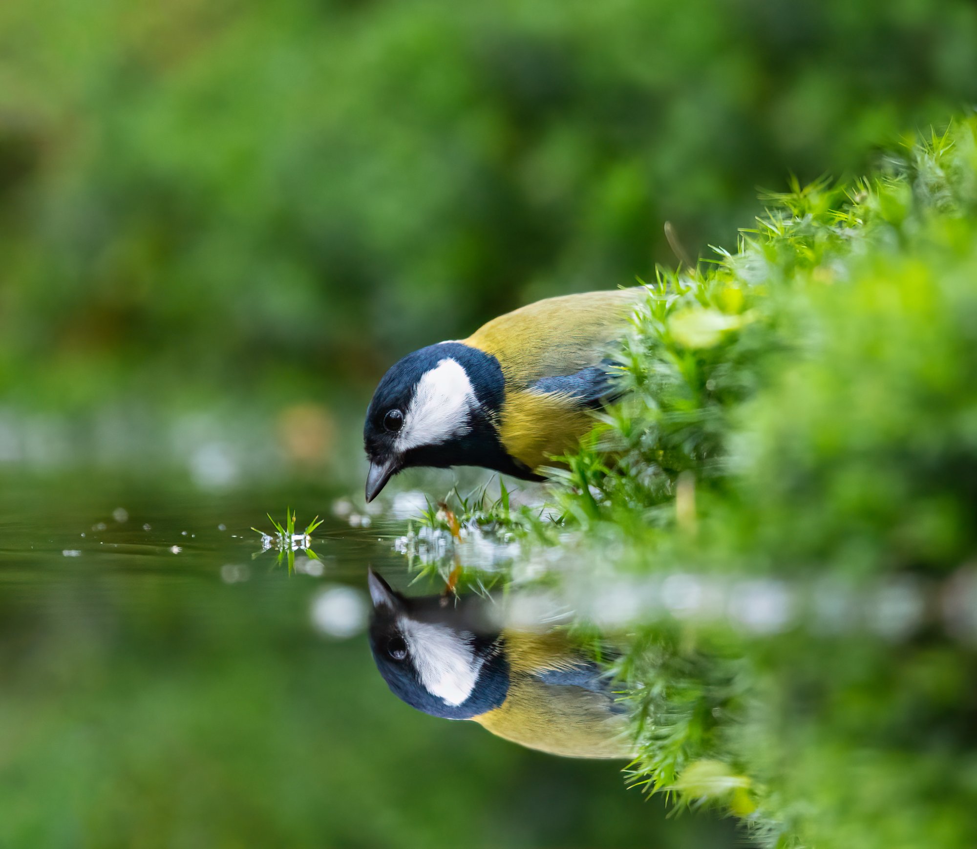 2021-11-24_Great_tit_reflection.jpg