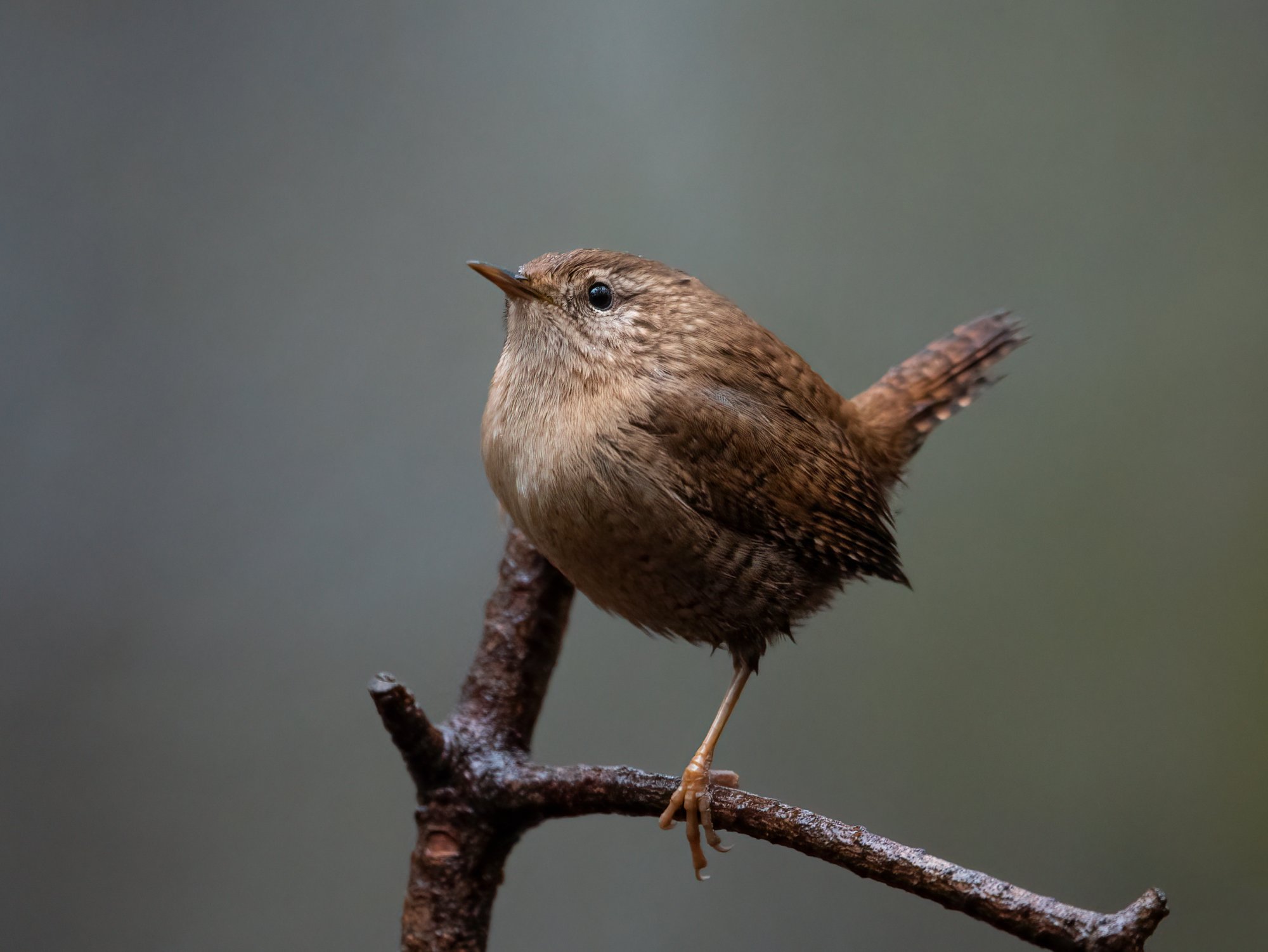 2021-12-04_Eurasian_wren.jpg