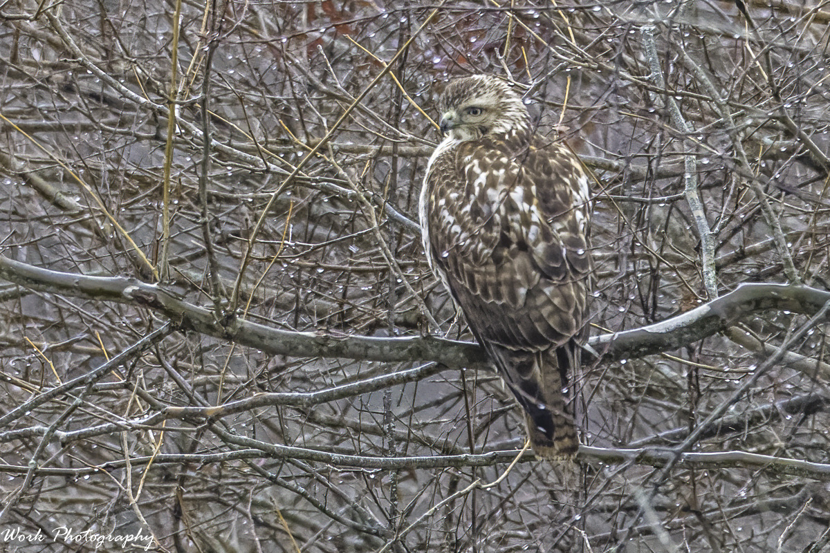 20210117untitled-RD5_5891- Redtail Hawk.jpg