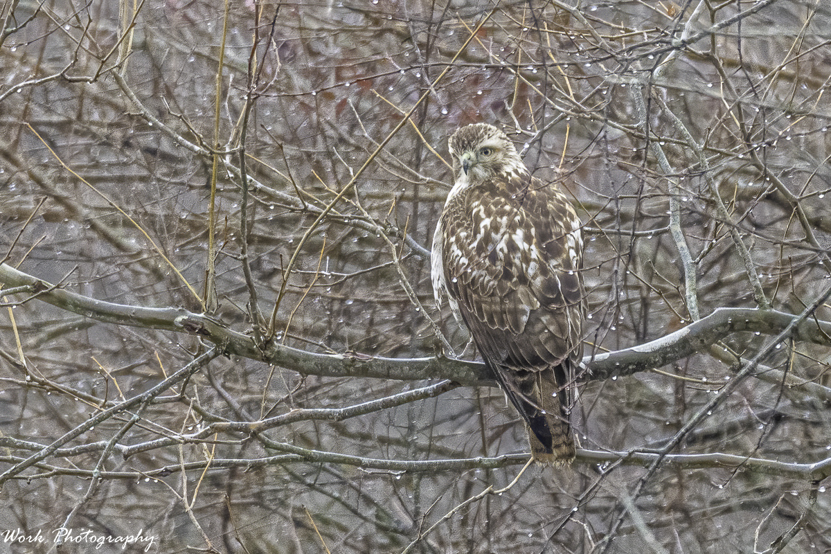 20210117untitled-RD5_5892-Redtail Hawk.jpg