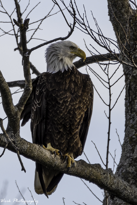 20210122untitled-RD5_6032-Bald Eagle.jpg