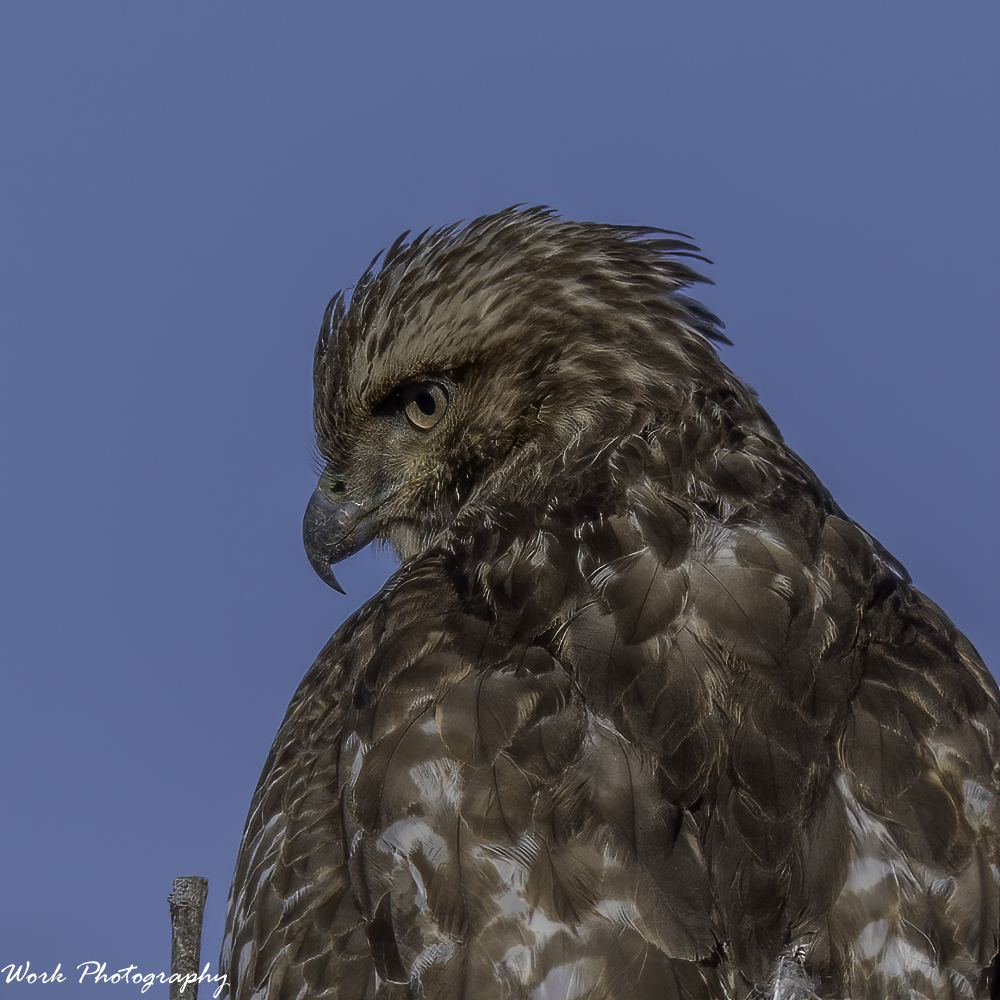 20210123-RD5_6055-Redtail Hawk.jpg