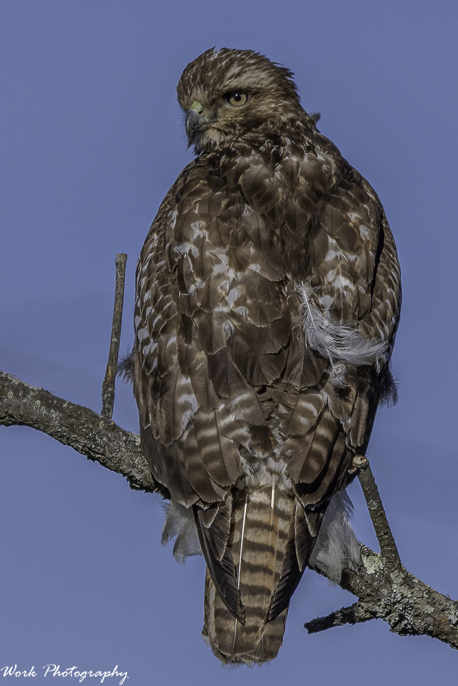 20210123-RD5_6066-Redtail Hawk.jpg