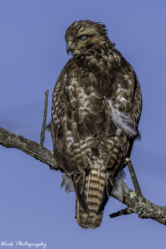 20210123RD5_6067-Zombie Redtail Hawk.jpg