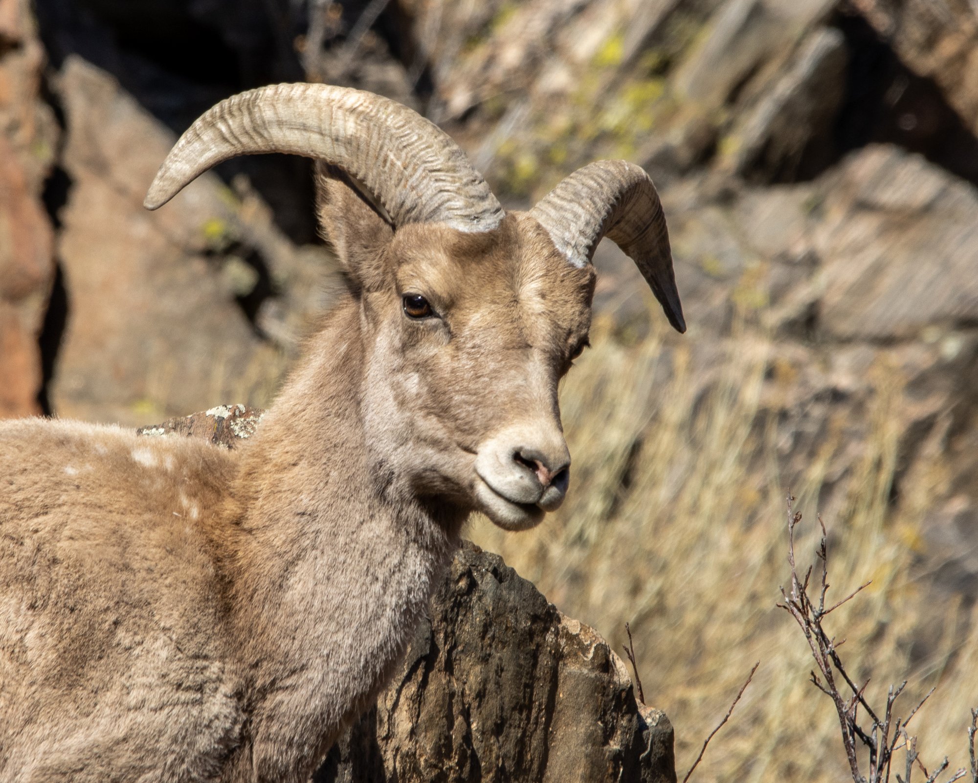 20210130 Waterton Canyon 121.jpg