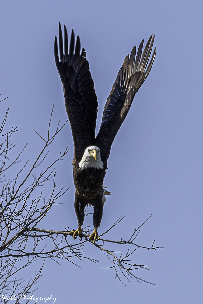 20210402-Bald Eagle-RD5_8520.jpg